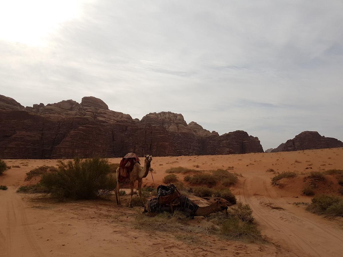 Wadi Rum Nature Tours And Camp Exteriér fotografie